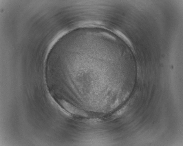 X0000076081384200610061605