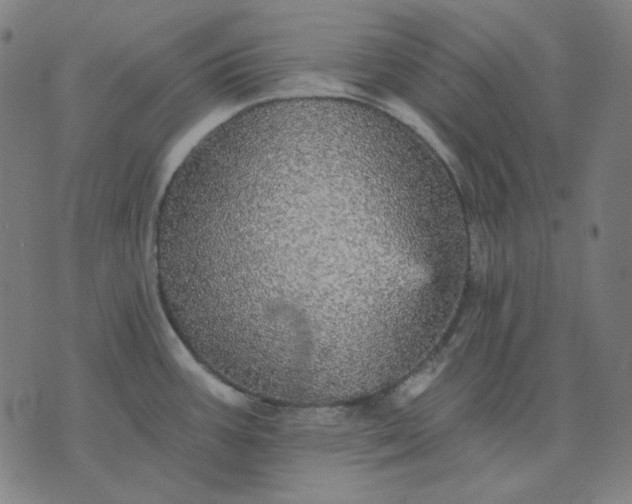 X0000076081387200610061605