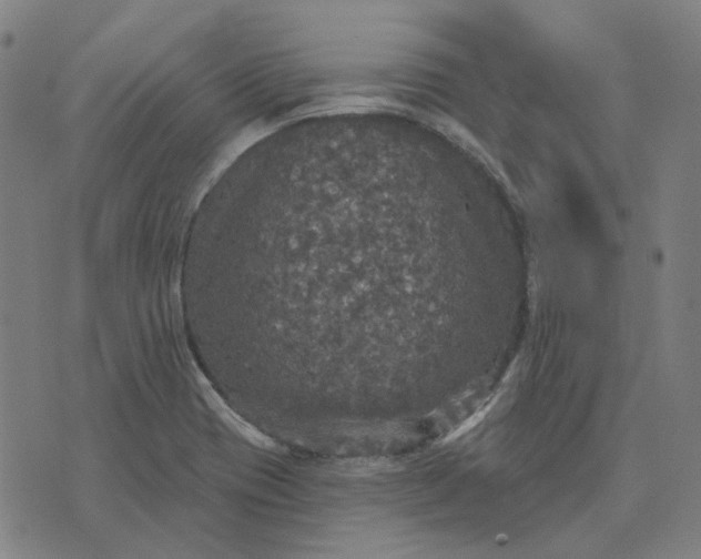 X0000076081417200610061604