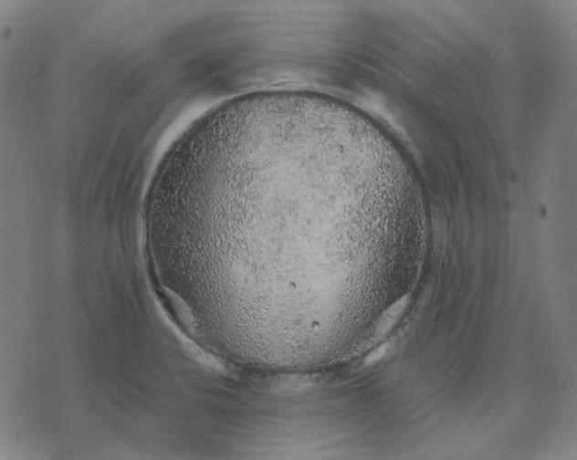 X0000076081424200610061604