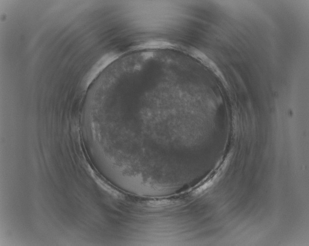 X0000076081425200610061605