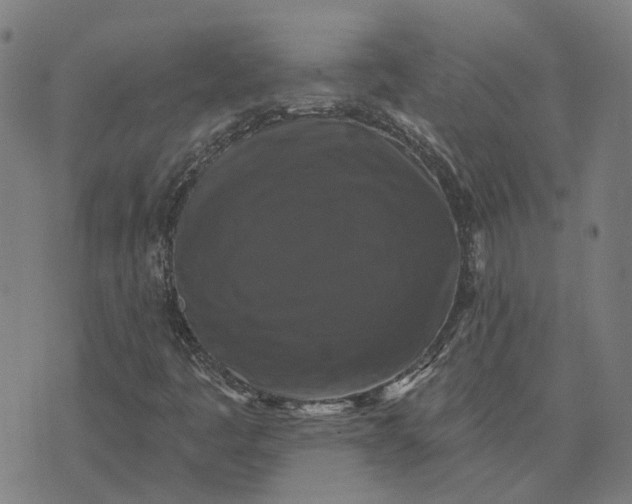 X0000076081445200610061604