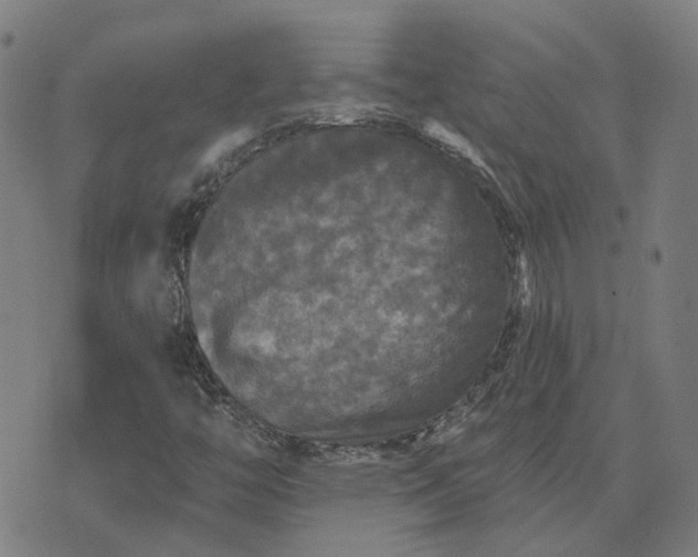 X0000076081446200610061604