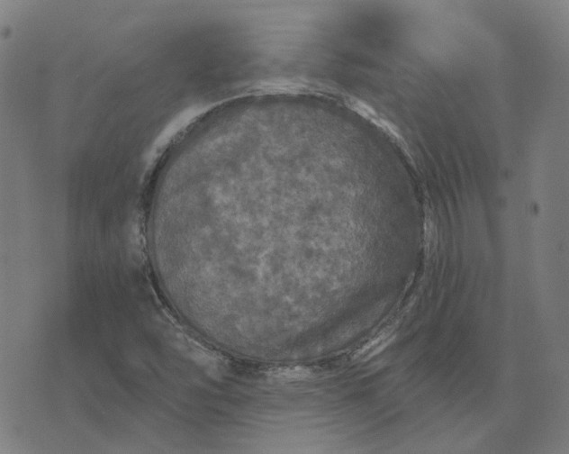 X0000076081454200610061604