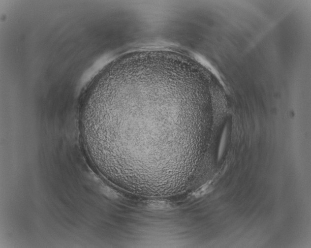 X0000076081456200610061604