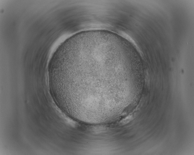 X0000076081472200610061603