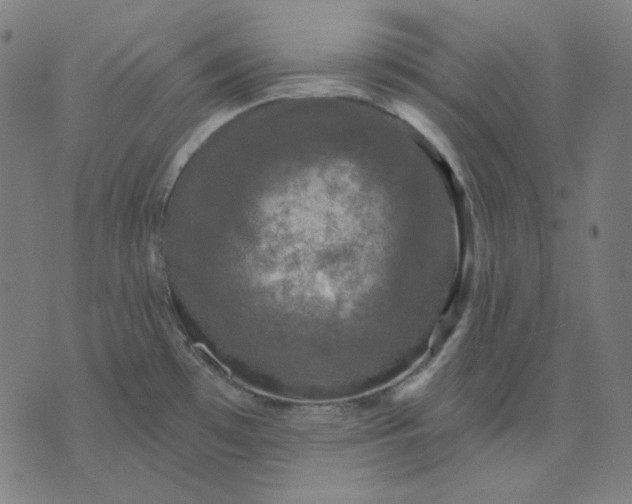 X0000076081481200610061603