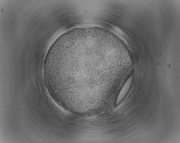 X0000076081484200610061603