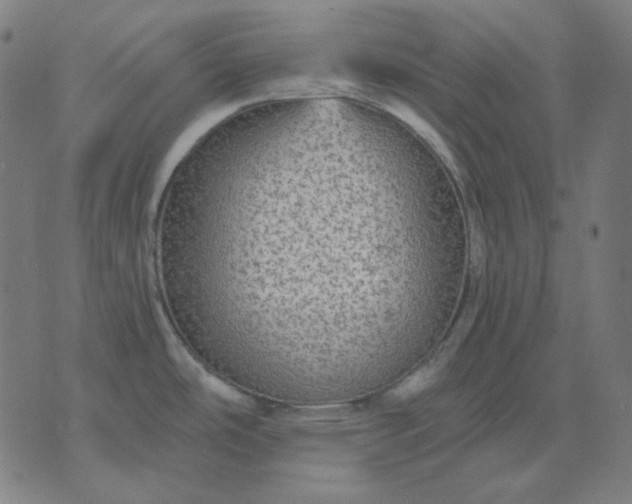 X0000076081486200610061603