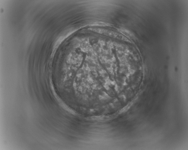 X0000076080049200610152303