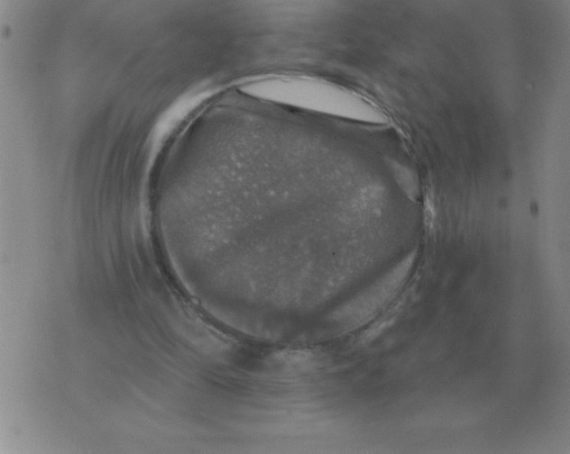 X0000076080294200610152259