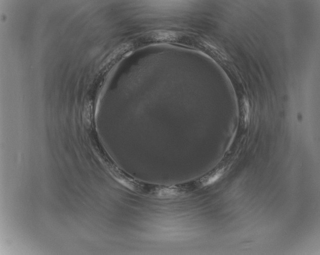 X0000076080325200610152259