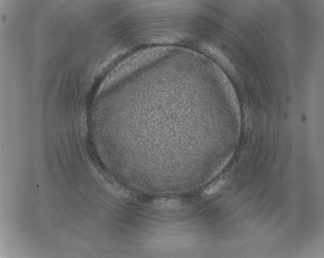 X0000076080354200610152258