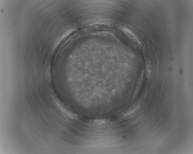 X0000076080394200610152258