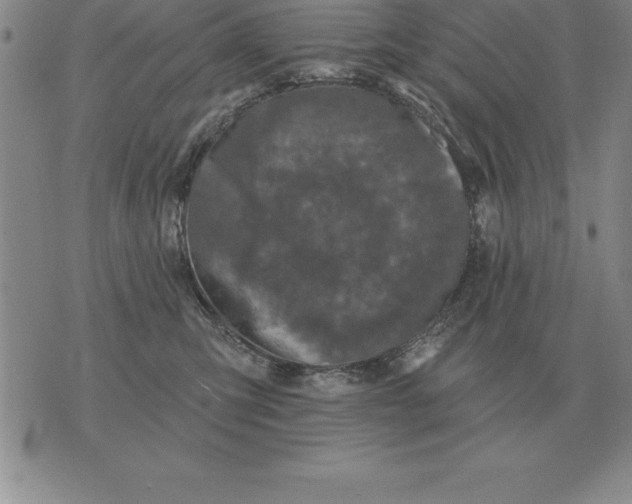 X0000076080423200610152257