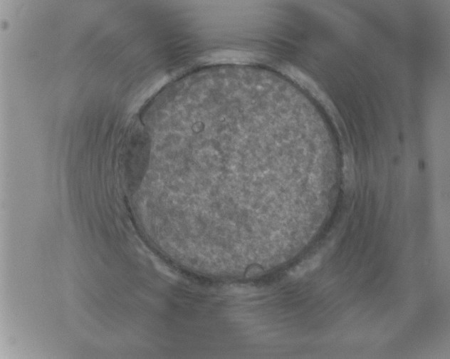 X0000076080529200610152255