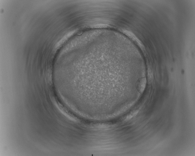 X0000076080533200610152255