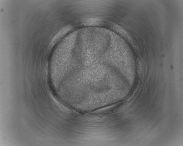 X0000076080586200610152255