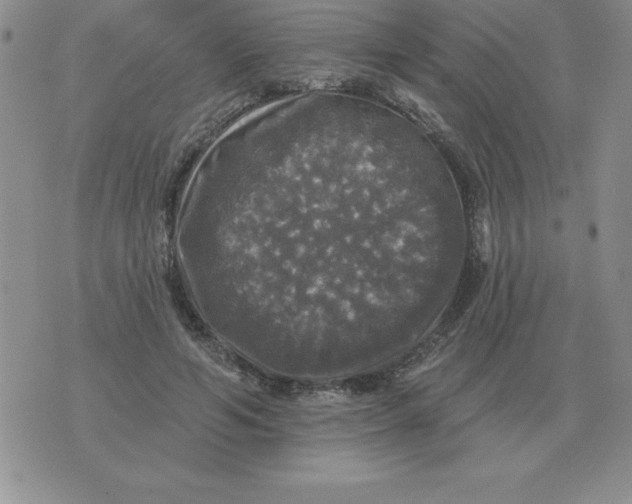 X0000076080594200610152255