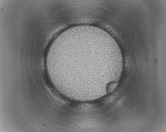 X0000076080636200610152253