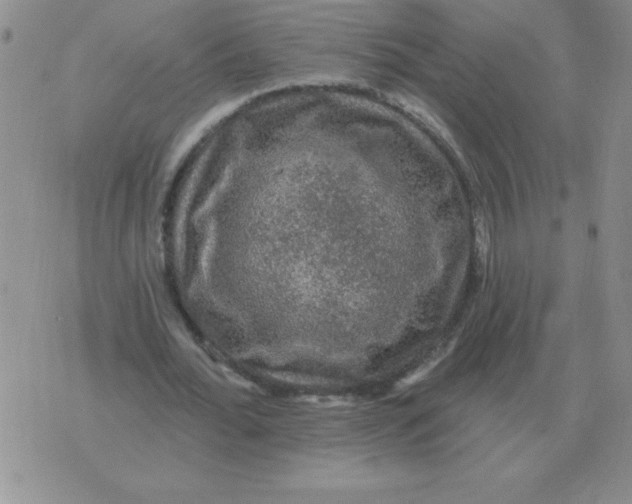 X0000076080676200610152253