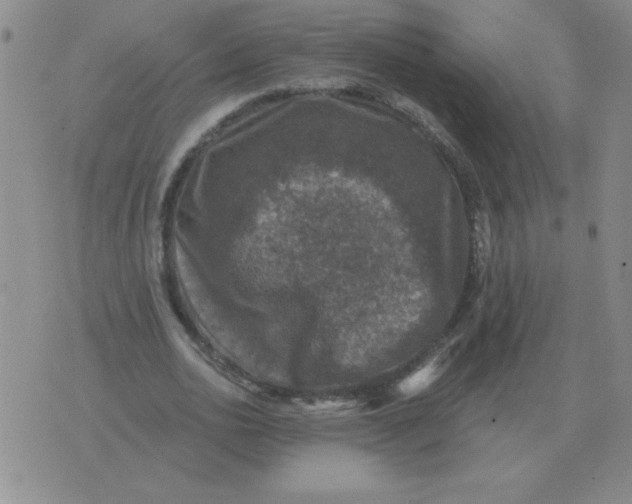 X0000076080726200610152252