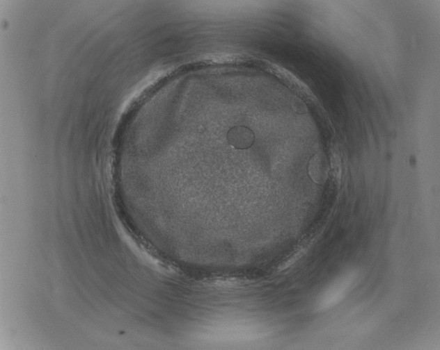 X0000076080730200610152252