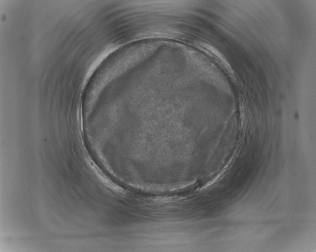 X0000076080796200610152251