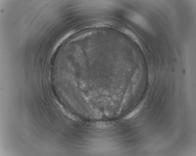 X0000076080827200610152250