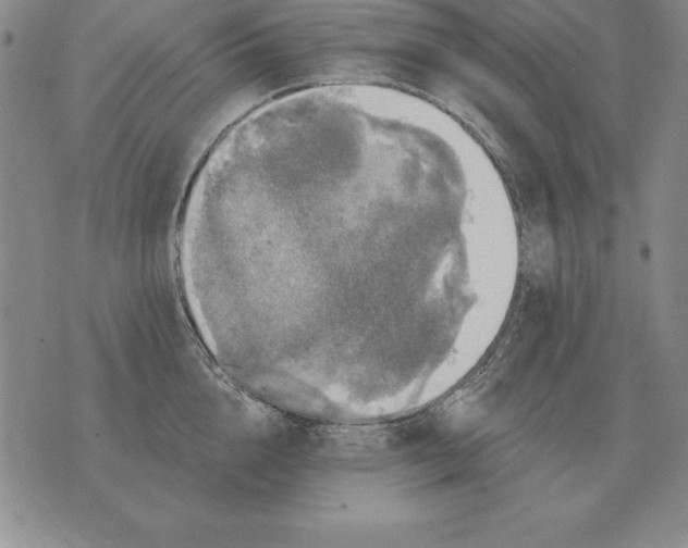 X0000076080856200610152251