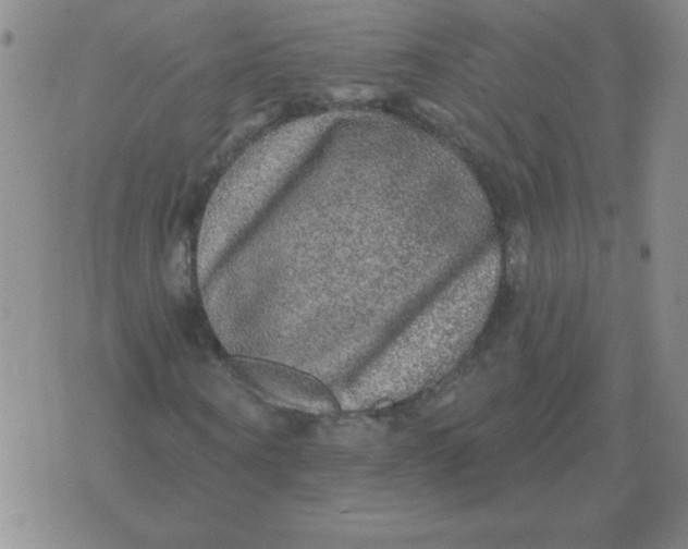 X0000076080866200610152250