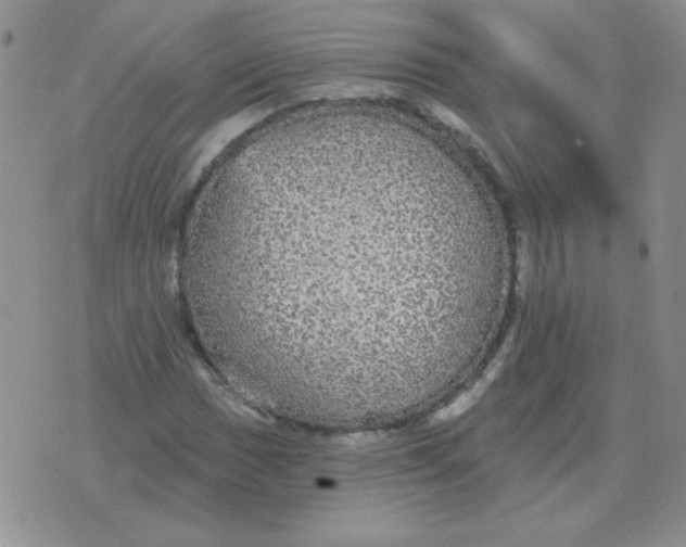 X0000076081017200610152247