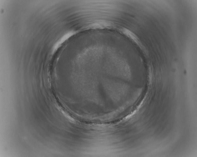 X0000076081018200610152247