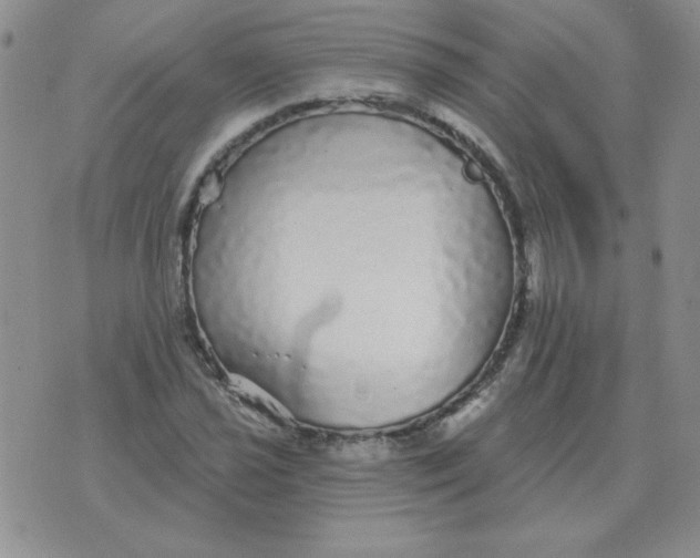 X0000076081021200610152247