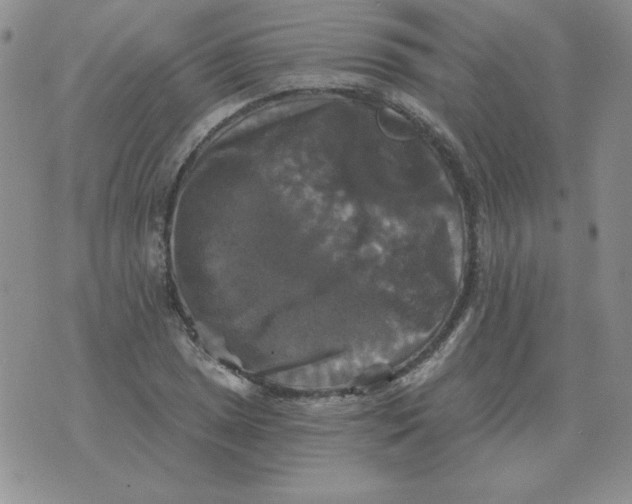 X0000076081025200610152247