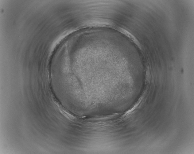 X0000076081027200610152247