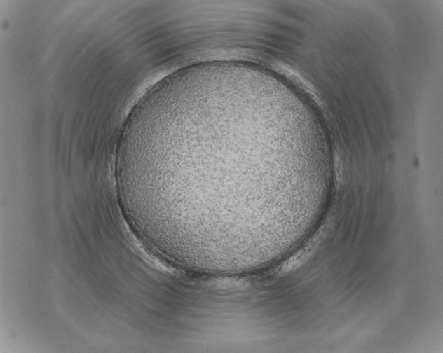 X0000076081033200610152247