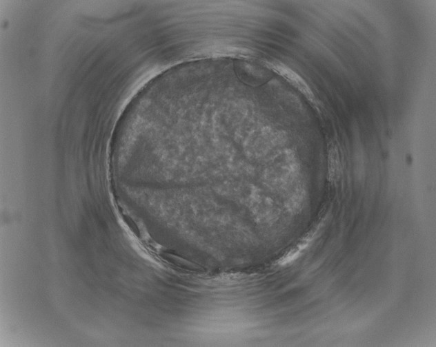 X0000076081039200610152248