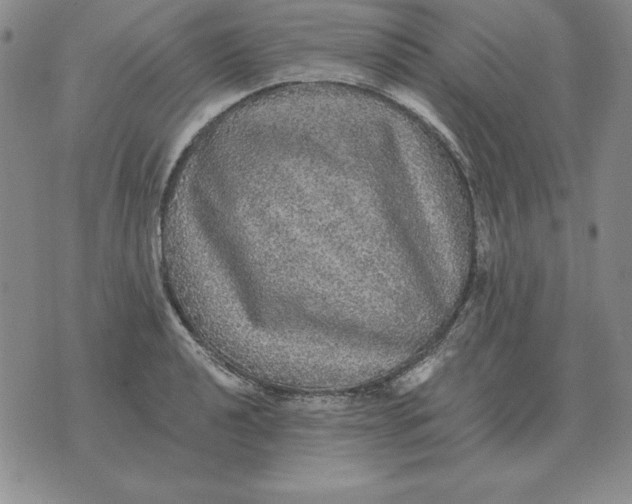 X0000076081040200610152248