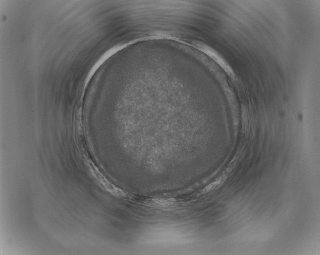 X0000076081052200610152248