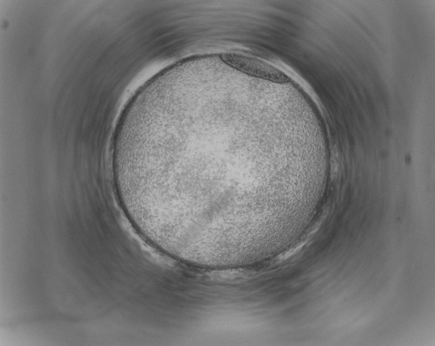 X0000076081053200610152248