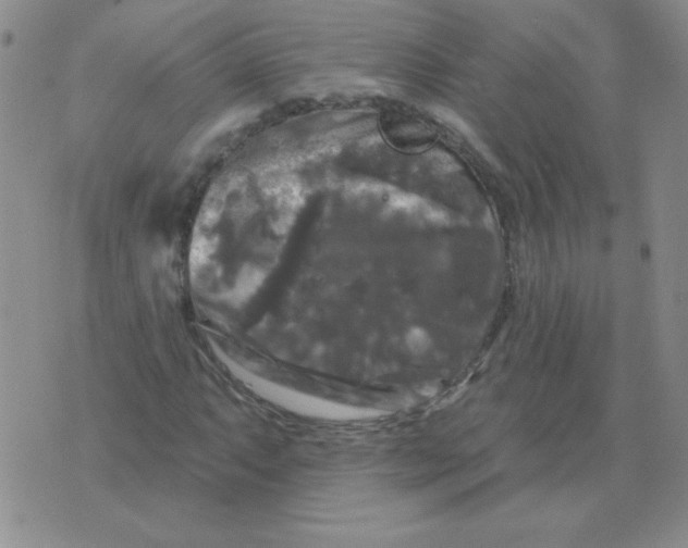 X0000076081063200610152247