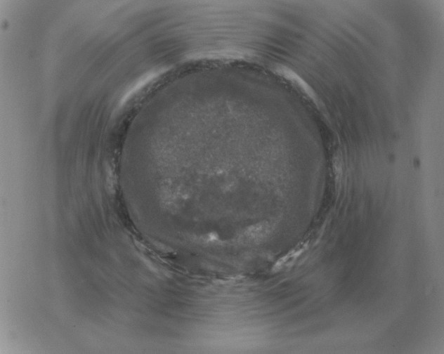 X0000076081064200610152247