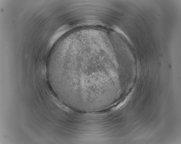 X0000076081065200610152247