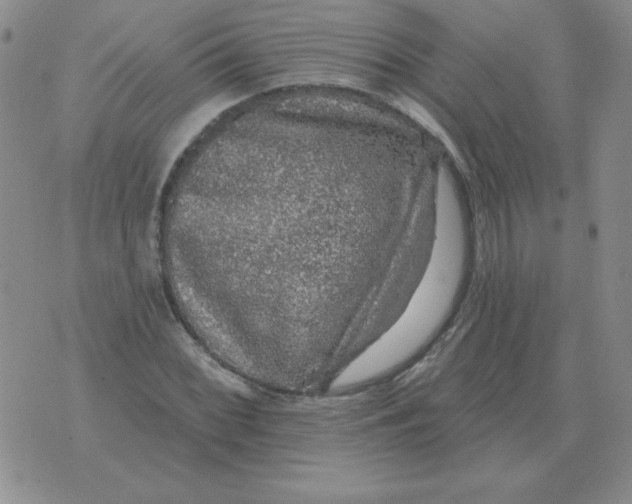 X0000076081068200610152247