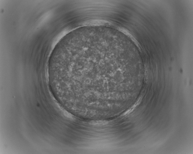 X0000076081083200610152247