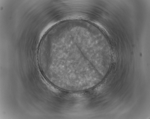 X0000076081086200610152247