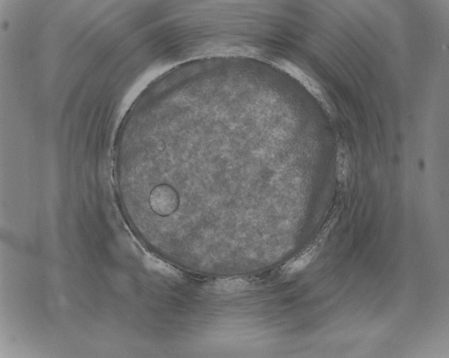 X0000076081094200610152246