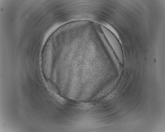 X0000076081096200610152246