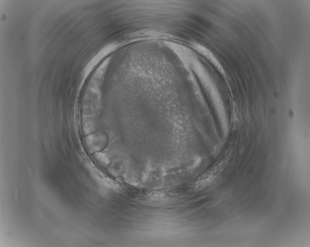 X0000076081098200610152246